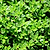French Thyme Seedlings ｜ Vego Garden
