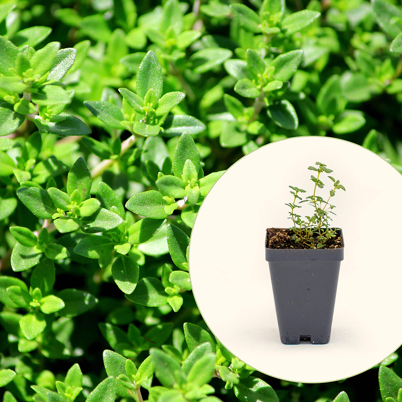 French Thyme Seedlings ｜ Vego Garden