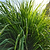 East Indian Lemongrass Seedlings I Vego Garden