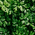 Italian Flat Leaf Parsely Seedlings | Vego Garden