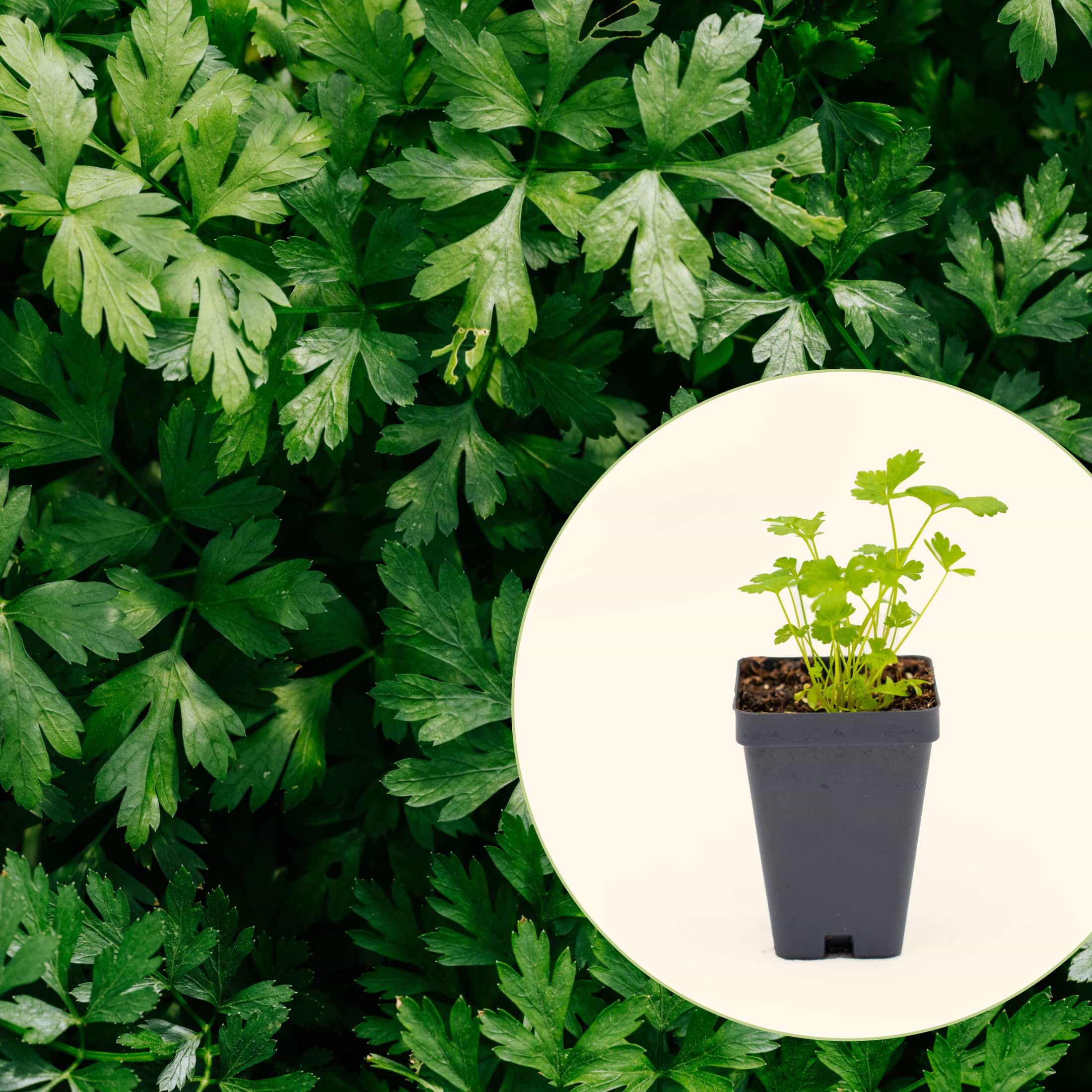 diagram plant and animal cell Animal and Plant Cells STEAM Activity Pack – Little Bins for Little Hands main image 1