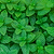 Spearmint Seedlings | Vego Garden