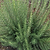 Arp Rosemary Seedlings