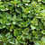 Greek Oregano Seedlings ｜ Vego Garden
