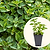 Greek Oregano Seedlings ｜ Vego Garden