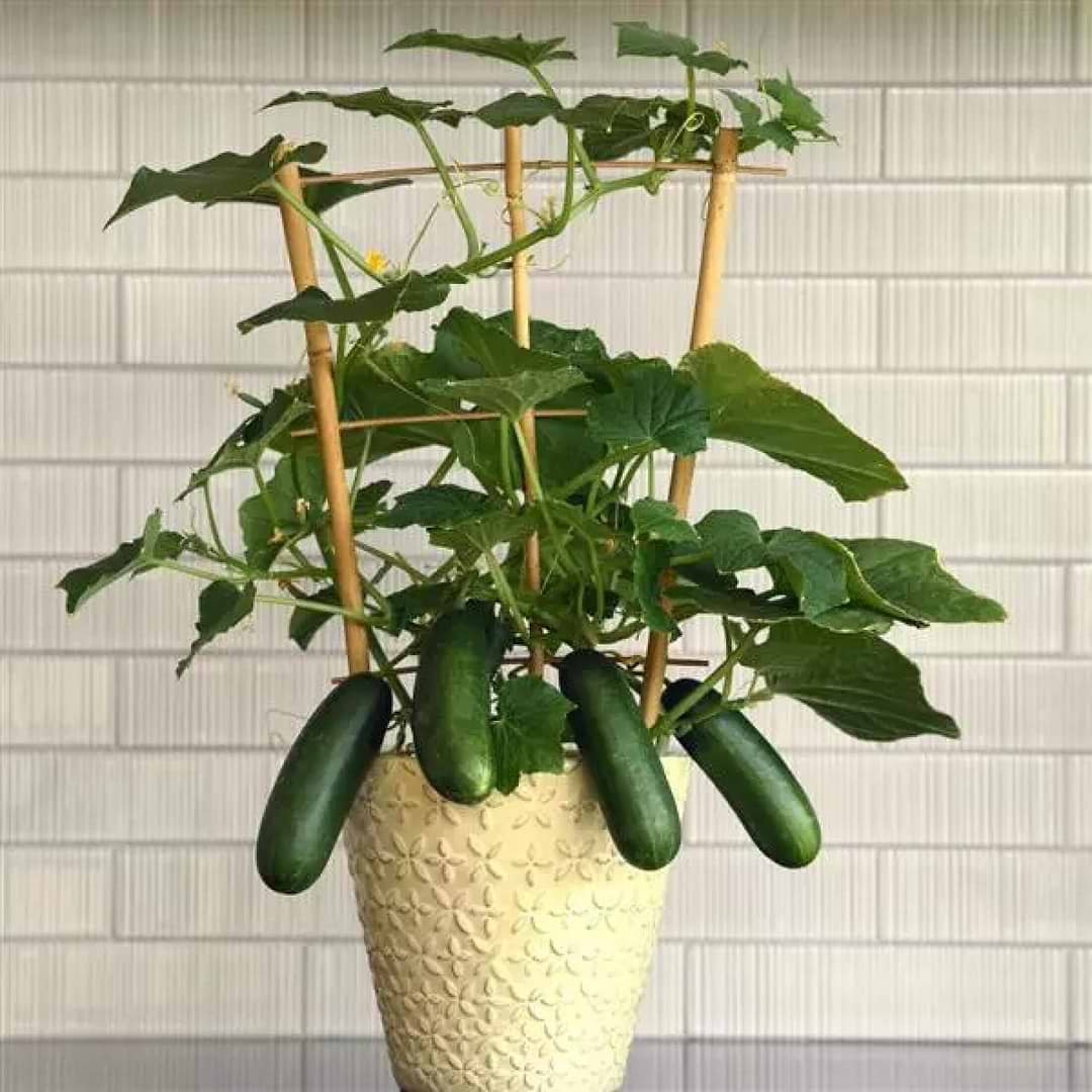 cucumber plant potted Kitchen Minis™ Quick Snack Cucumber Seedlings