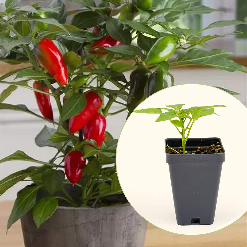 Hot Tamale Pepper Seedlings | Vego Garden