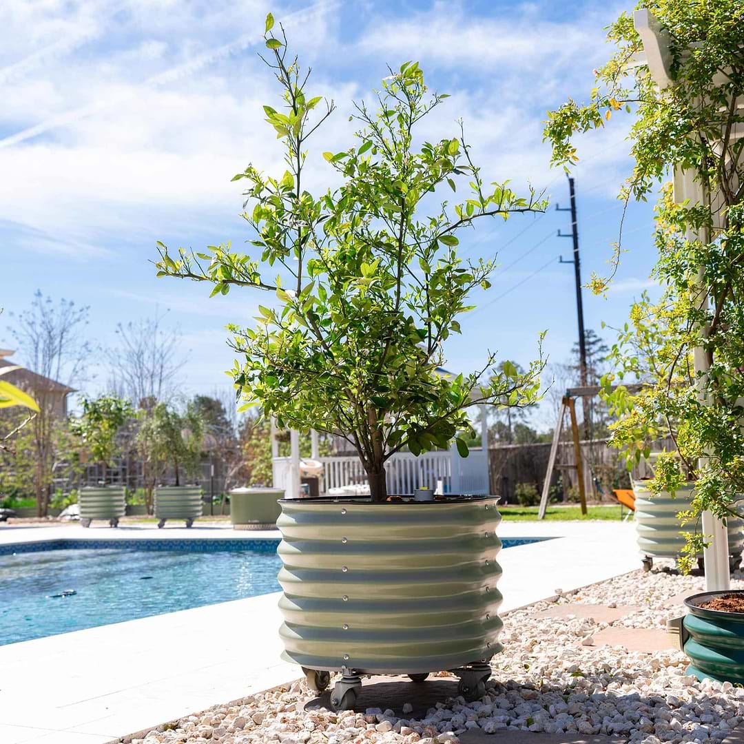 planter pots for trees Self-Watering Rolling Citrus Tree Planter 30 Gallon