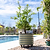 Self-watering Rolling Citrus Tree Planter