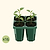 Jumbo Seedling Tray - 5" x 5"