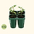 Jumbo Seedling Tray - 5" x 5"