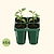 Jumbo Seedling Tray - 5" x 5"