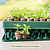 3-In-1 Plant &