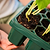 Giga Seedling Tray - 10" x 10"