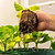 Giga Seedling Tray - 10" x 10"
