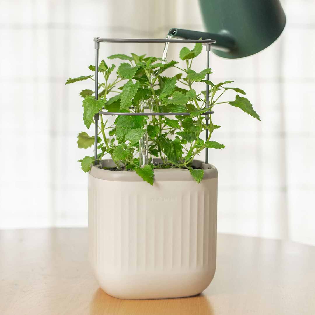 mini plant in pot Self-Watering Mini Planter Pot with Trellis