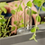 vego-garden-Self-Watering-Mini-Planter-Pot-with-Trellis