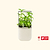 vego-garden-Self-Watering-Mini-Planter-Pot-with-Trellis