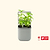 vego-garden-Self-Watering-Mini-Planter-Pot-with-Trellis