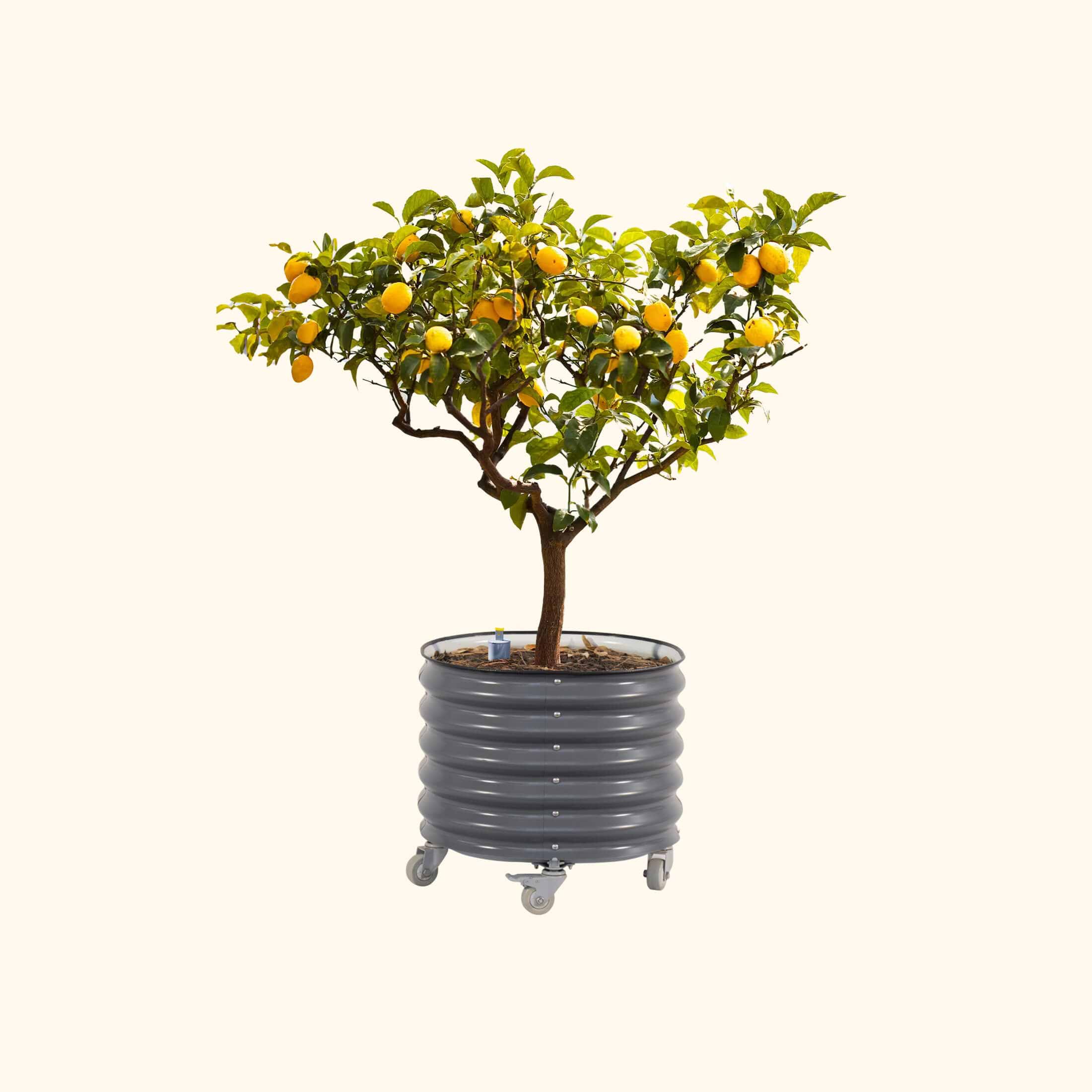 Classic Rolling Citrus Tree Planter - 45 Gallon | Mobile Elevated