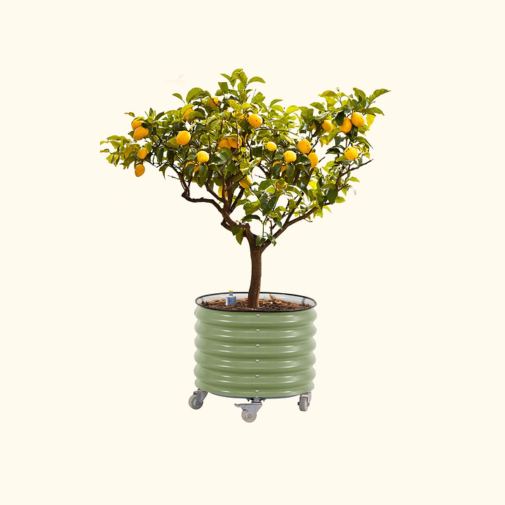Self-Watering Rolling Citrus Tree Planter, Pearl White / Single Pack