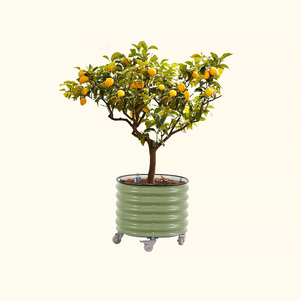 vego self watering rolling planter Self-Watering Rolling Citrus Tree Planter 30 Gallon