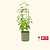 vego-garden-Self-WateringRollingTomatoPlanterPotwithTrellis
