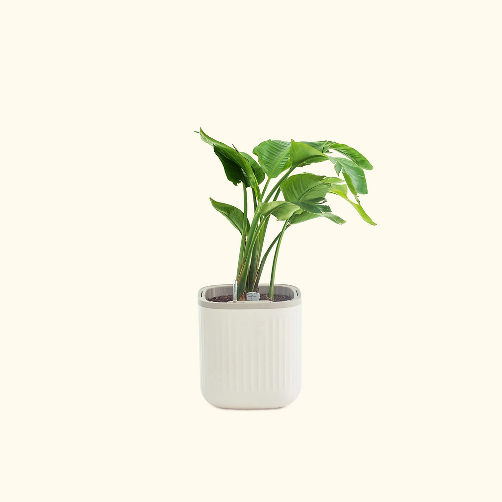 self watering indoor planter EZ Self-Watering Home Planter