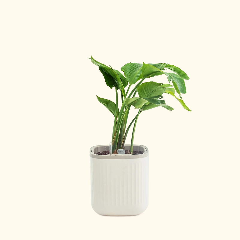 EZ Home Planter Cream White | Vego Garden