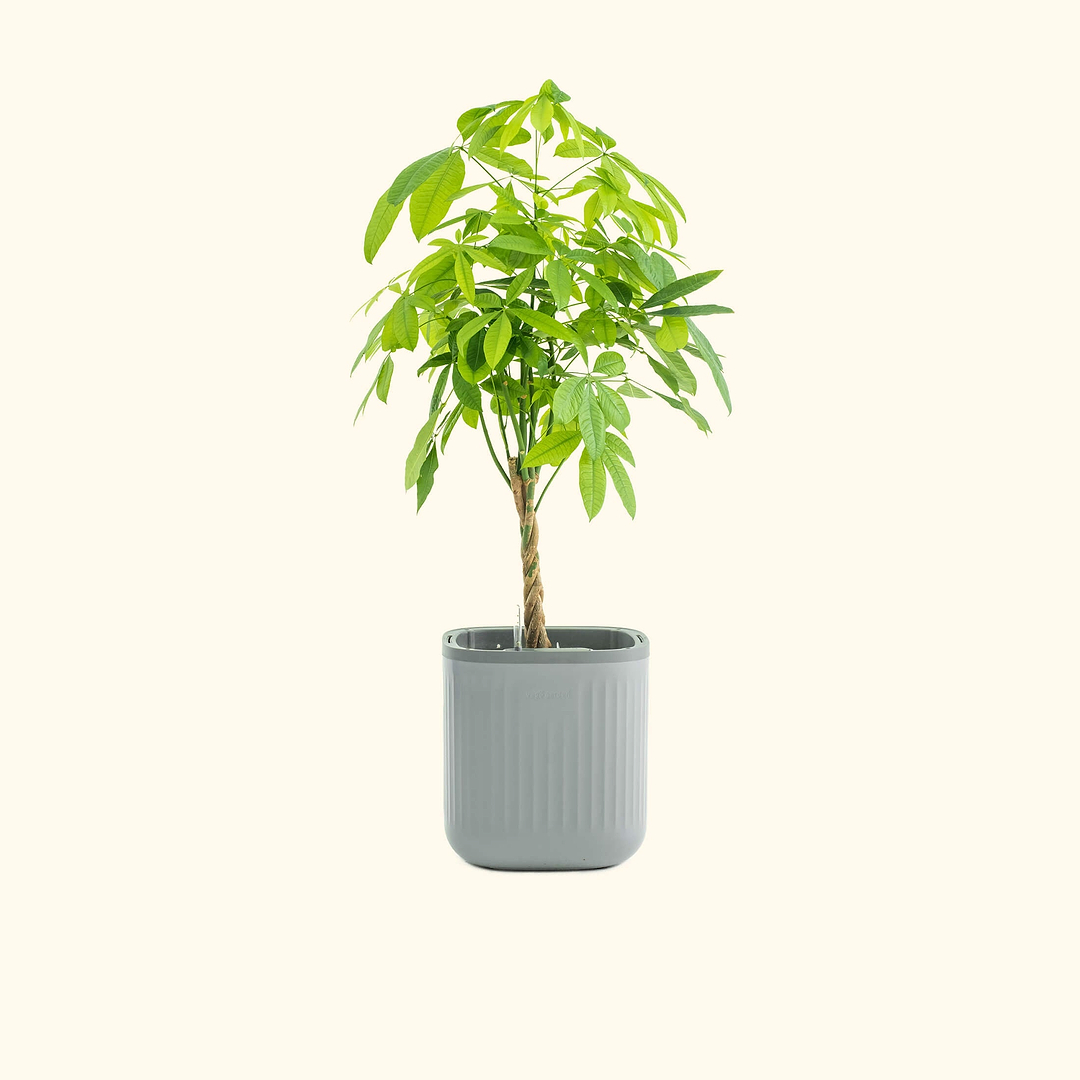 vego garden self watering planter EZ Self-Watering Home Planter, Fog Gray / 1 Pack