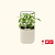 vego-garden-Self-Watering-Mini-Planter-Pot-with-Trellis