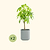 EZ Home Planter Cream White | Vego Garden