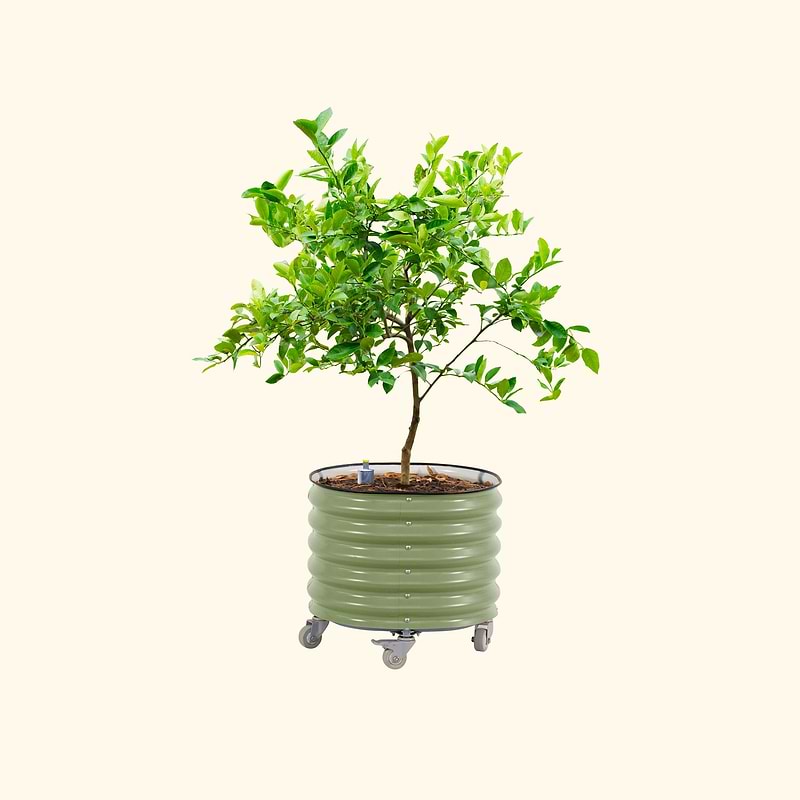 Self-Watering Rolling Planter