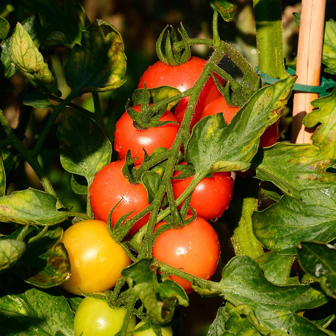 Mountain Magic Tomato Seedlings