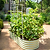 Vego Garden Modular Wall Trellis