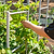 Wall Trellis System