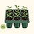 Giga Seedling Tray - 10" x 10"