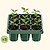 Giga Seedling Tray - 10" x 10"