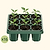 Giga Seedling Tray - 10" x 10"