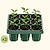 Giga Seedling Tray - 10" x 10"