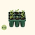 Standard Seedling Tray - 5" x 5" | Vego Garden