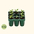 Standard Seedling Tray - 5" x 5" | Vego Garden