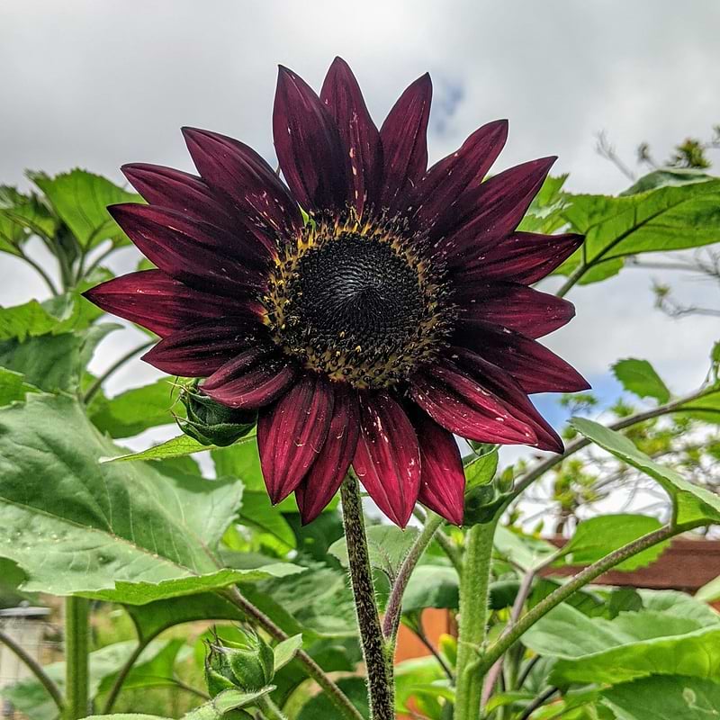 Velvet Queen Sunflower Seeds