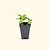 Crimson Sweet Watermelon Seedlings | Vego Garden