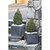 Tiny Tower® Dwarf Alberta Spruce