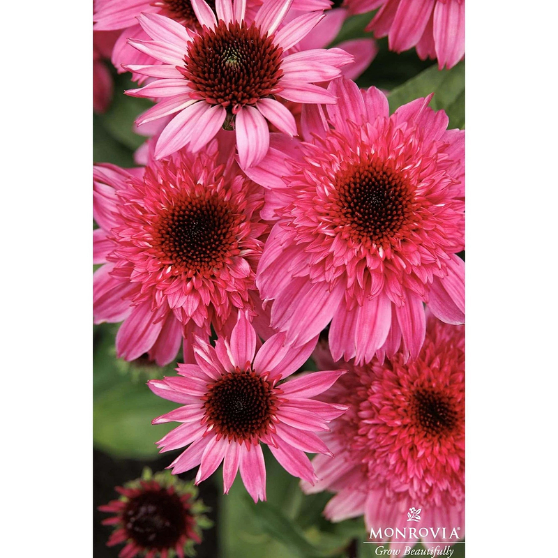Double Scoop™ Watermelon Deluxe Coneflower