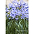 Baby Pete™ Agapanthus