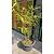Golden Goddess Bamboo
