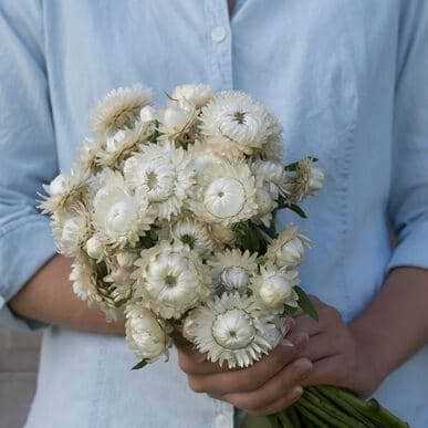 White Strawflower Seeds