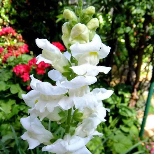 White Snowflake Snapdragon Seeds